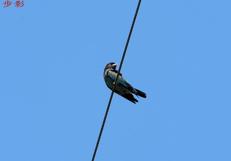 http://i.dcview.tw/gallery/201109/1e097a013d41d1251fa0b966e79761e5.jpg