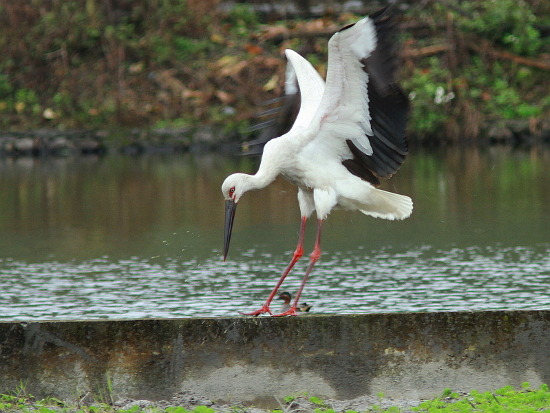 http://i.dcview.tw/gallery/201109/1eb0ec3ea1a720ab402ea330e0b16402.jpg
