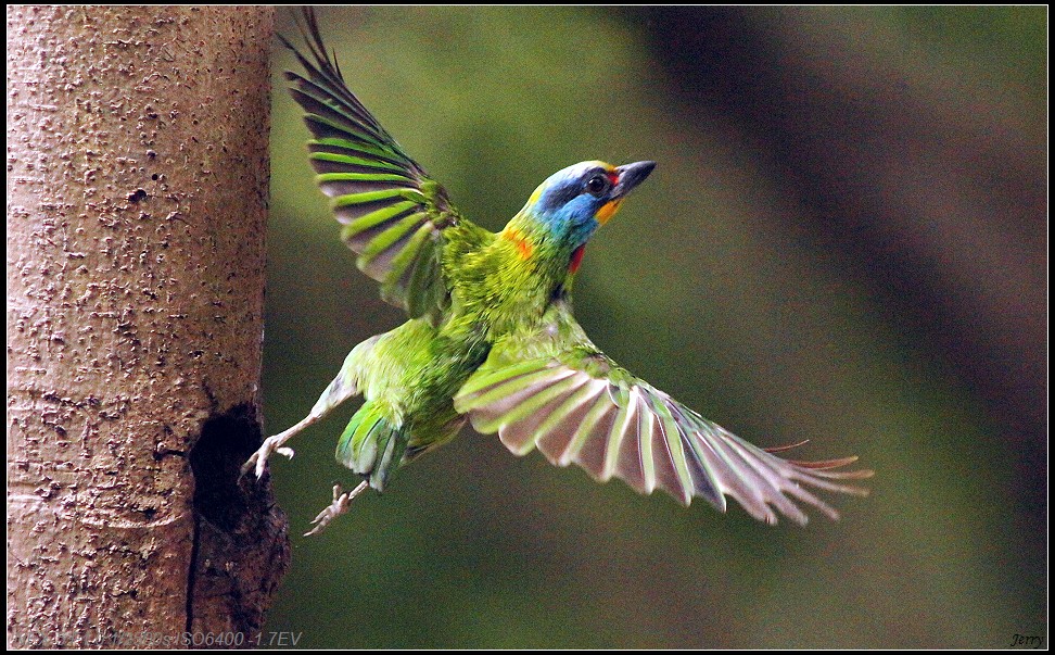 http://i.dcview.tw/gallery/201109/2fa0b80928e5d9023cd9b07e6f473933.jpg