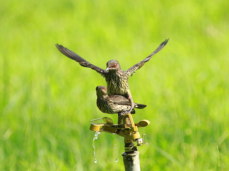 http://i.dcview.tw/gallery/201109/3508756667fb4118dd8de9b8ba34c4db.jpg