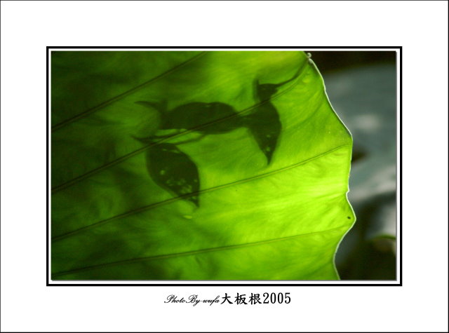 http://i.dcview.tw/gallery/201109/4f43d1a02d1a0d05a000ec0209b88ea3.jpg