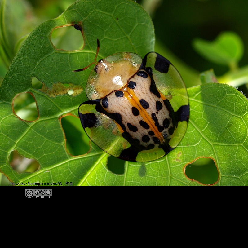 http://i.dcview.tw/gallery/201109/5391a4d3061cef09dcb2e8fed9c473e9.jpg