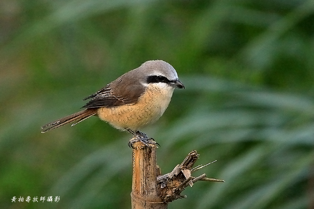 http://i.dcview.tw/gallery/201109/5d02d3d29e2dd91a0b6edfdfca4cfc66.jpg