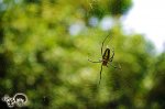 蜘蛛 覓食記