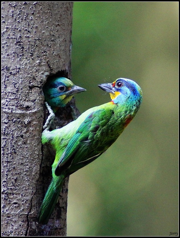 http://i.dcview.tw/gallery/201109/75a5fba1b066621d5d9338282246bc2e.jpg