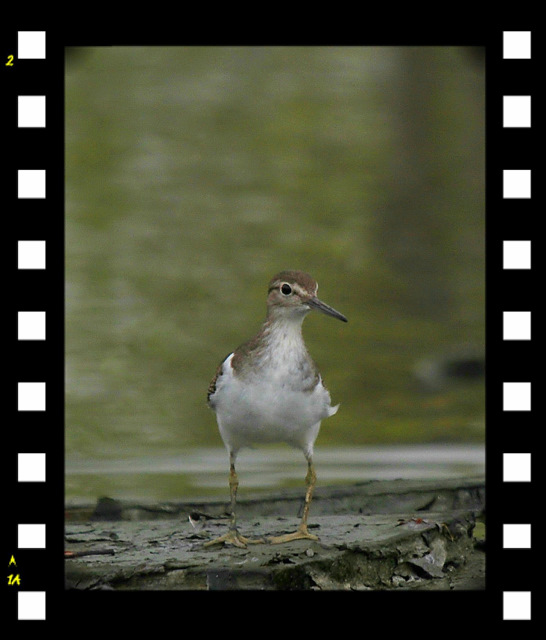 http://i.dcview.tw/gallery/201109/7a3c09a07e26cc43a3e9268f25d73b64.jpg