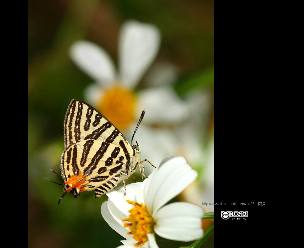 http://i.dcview.tw/gallery/201109/7e4b4a93a3ff337f7641b8d0bf60131d.jpg