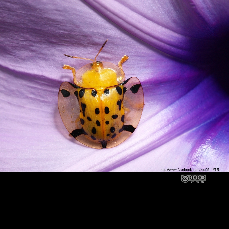 http://i.dcview.tw/gallery/201109/802a3671da281bb2aa910f7b7525b358.jpg