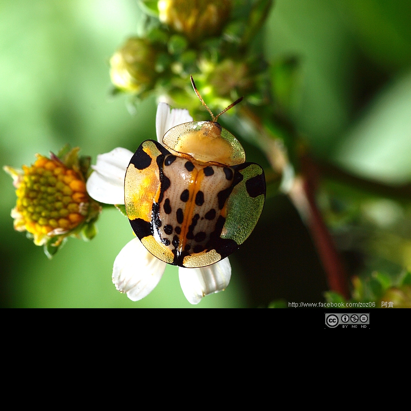 http://i.dcview.tw/gallery/201109/876c1e0c6363dba6d559e679292cbe25.jpg