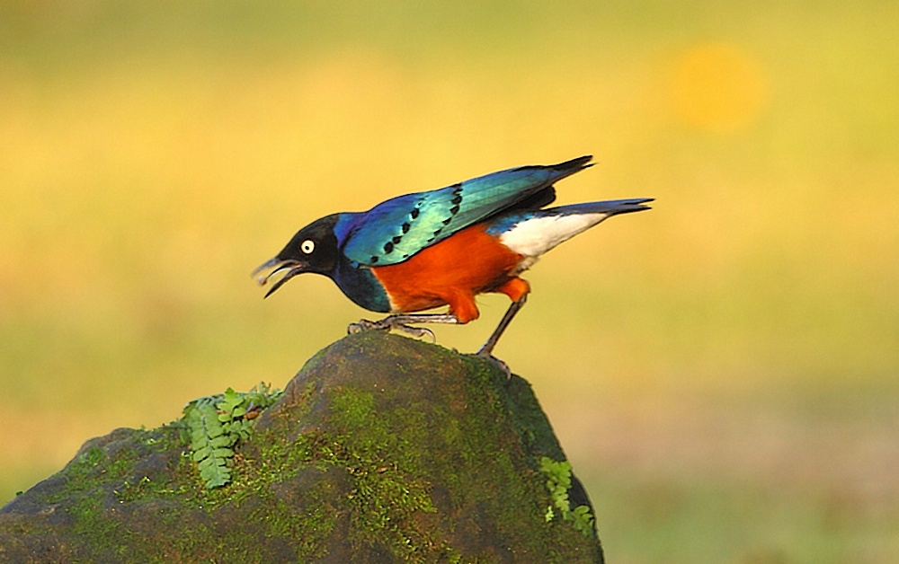 http://i.dcview.tw/gallery/201109/8aa344d4715bc428b8d6e9f2405c53c0.jpg