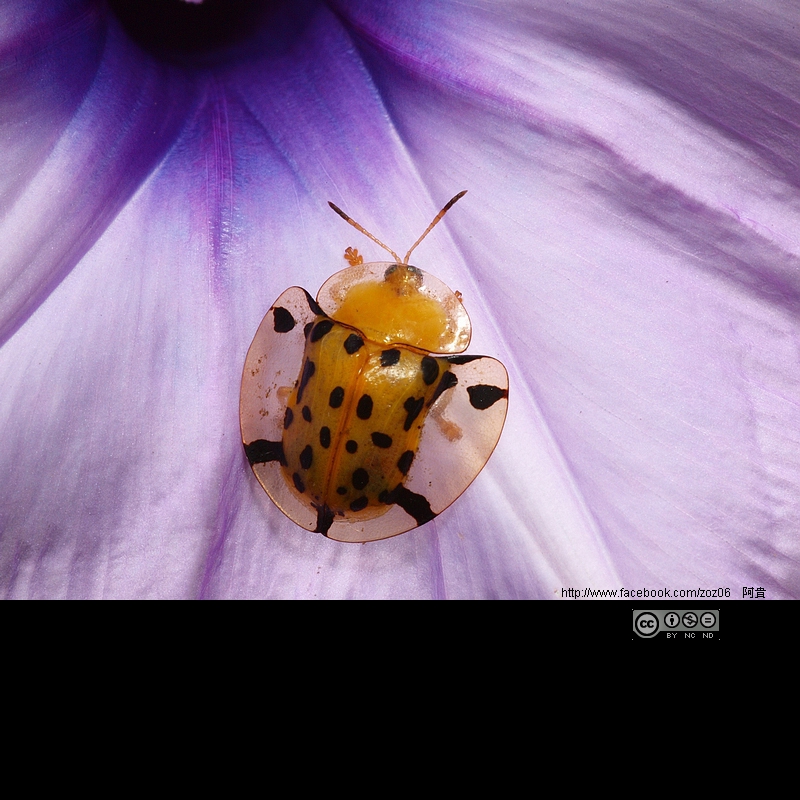 http://i.dcview.tw/gallery/201109/9d151c7b3ce51b554e6dbd35522aeb39.jpg