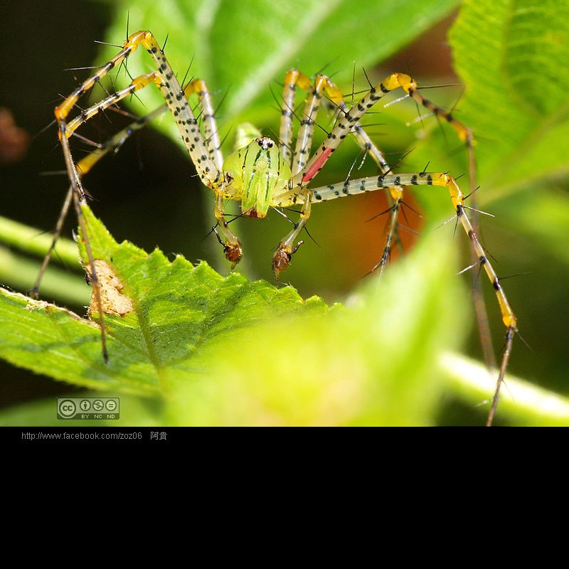 http://i.dcview.tw/gallery/201109/a826af724b266bb4eb9a9f368e050cc2.jpg