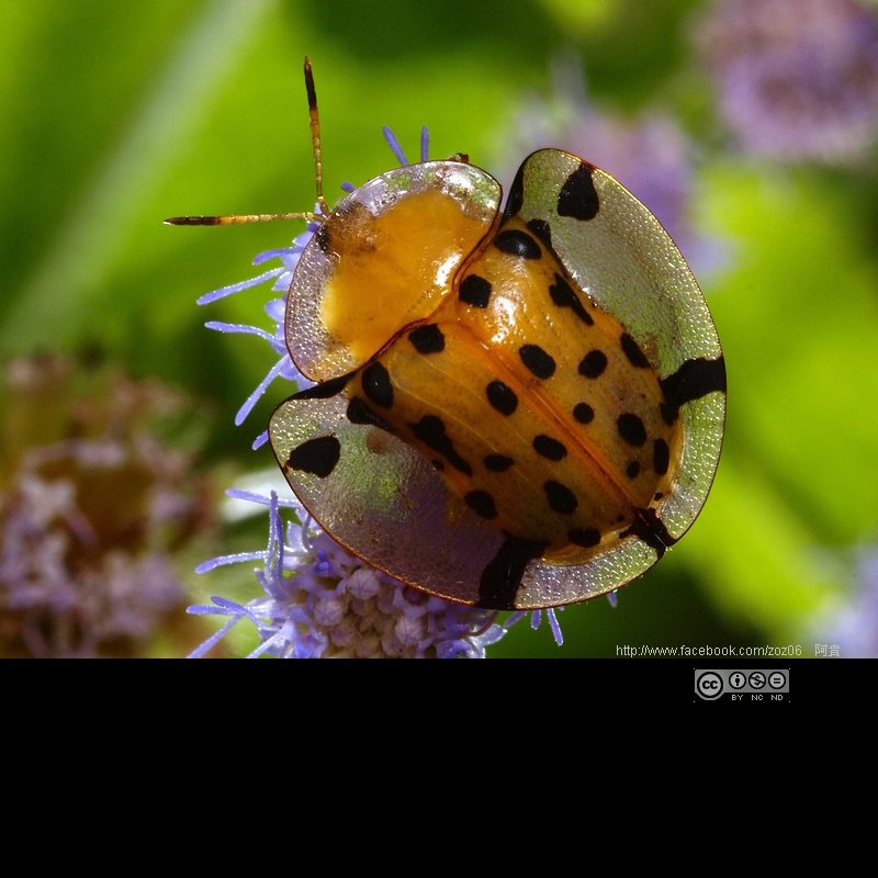 http://i.dcview.tw/gallery/201109/a829f072f18b542e6f4deab3ce70efe0.jpg