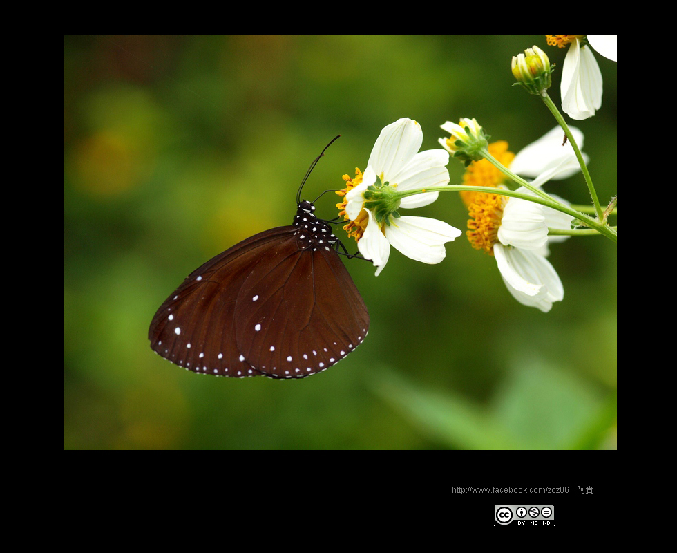 http://i.dcview.tw/gallery/201109/cc37454ff52ab0eb1139d07bad97c240.jpg