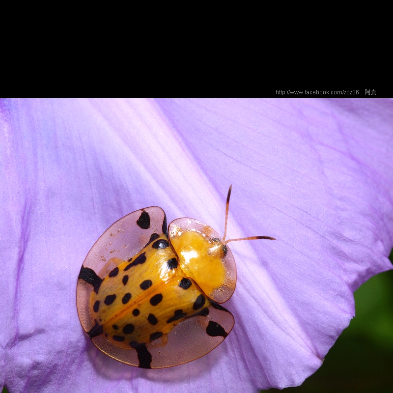 http://i.dcview.tw/gallery/201109/db5b4565cbf65ae0ccf2356024069f15.jpg