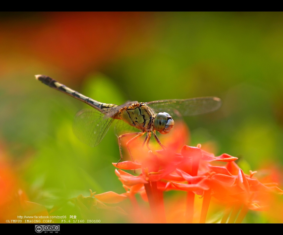 http://i.dcview.tw/gallery/201109/dcee0cc7f5ff3ea4a88054da77f57739.jpg