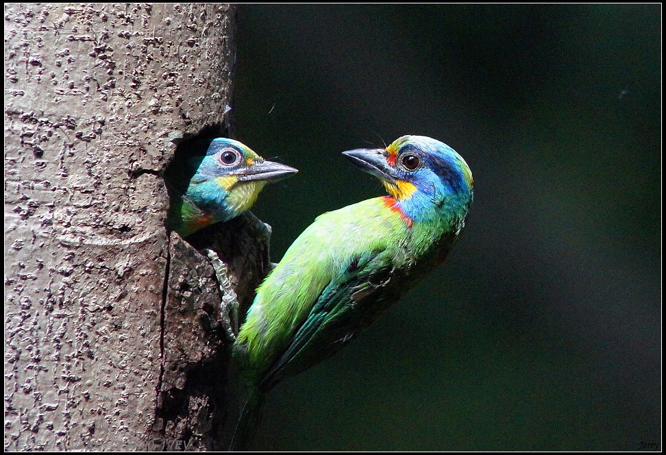 http://i.dcview.tw/gallery/201109/defe5f9d9724a6c987a77bace603a675.jpg