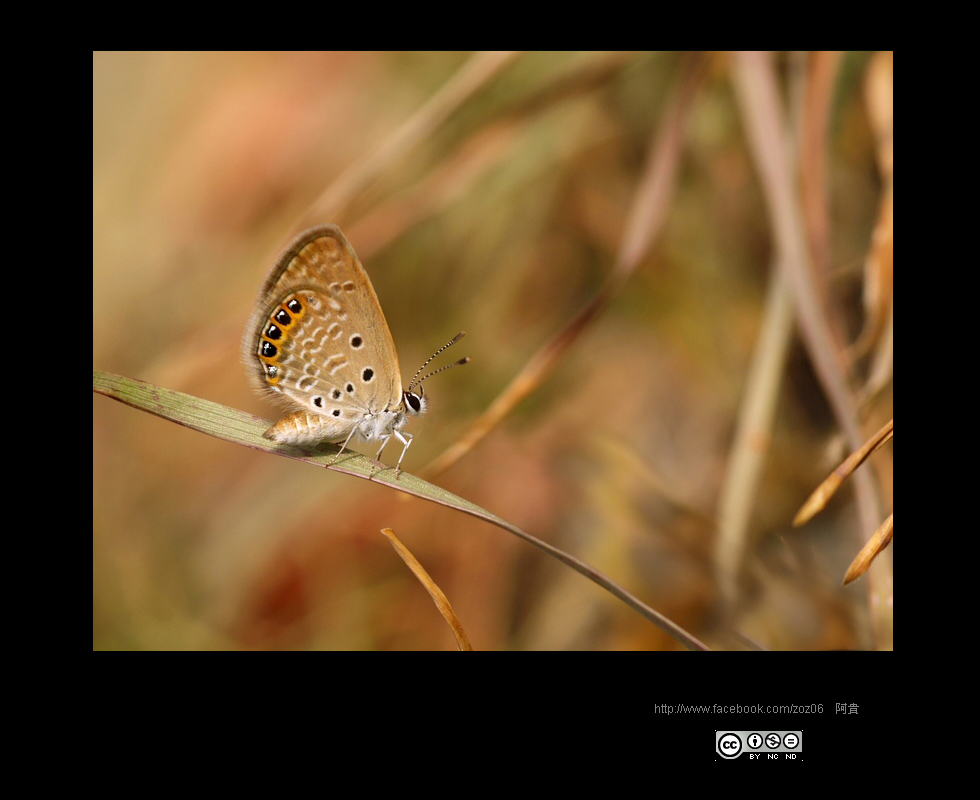 http://i.dcview.tw/gallery/201109/e66afb3097404b5ac24f539b2ce44f76.jpg