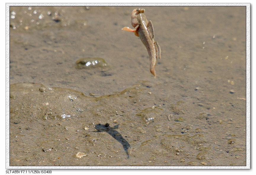 http://i.dcview.tw/gallery/201109/fa0600ffd219ed816125eda69b04bca3.jpg