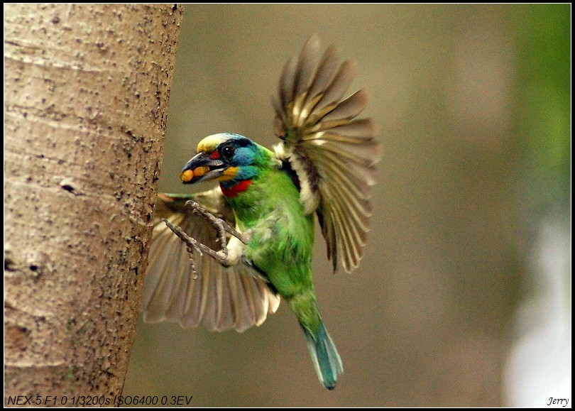 http://i.dcview.tw/gallery/201109/faba05868396d72fa3ab13e8bac16301.jpg