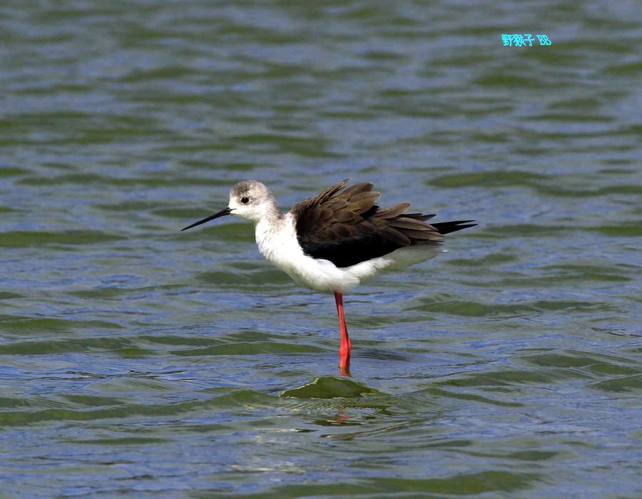 http://i.dcview.tw/gallery/201110/06b36f16c00dc1408369007ebb01e82a.jpg