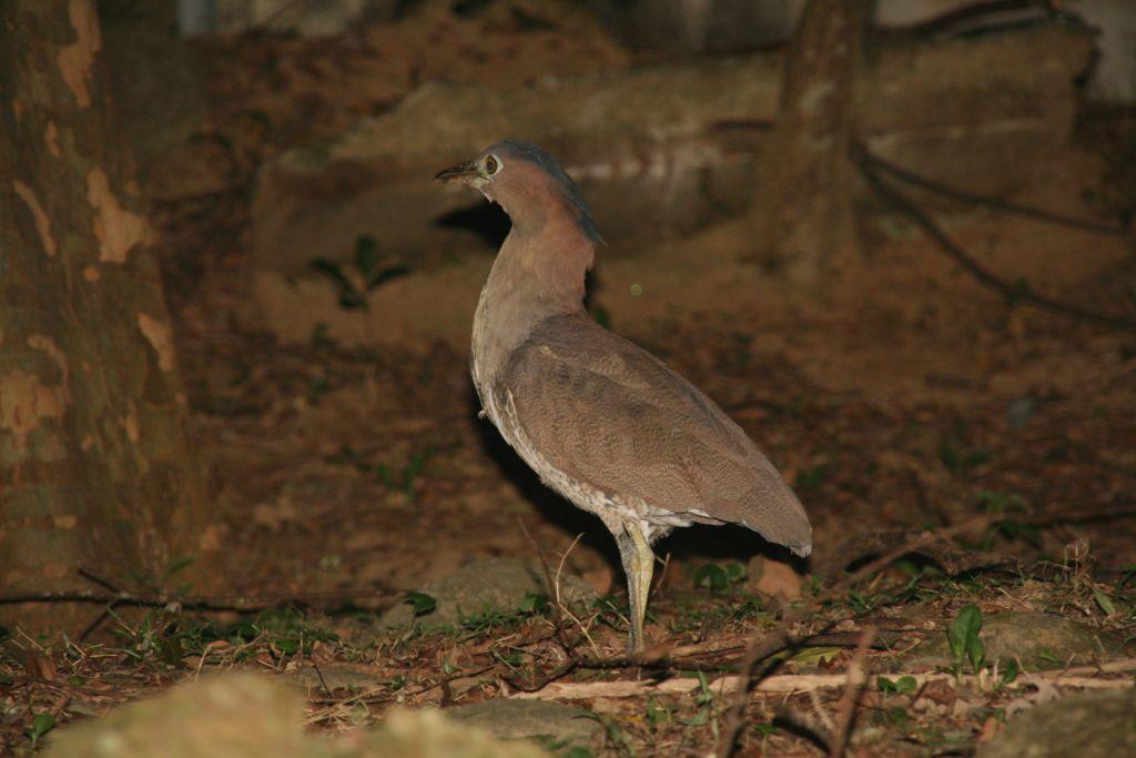 http://i.dcview.tw/gallery/201110/1cb878585b32f45d934b886aeb024f1b.jpg