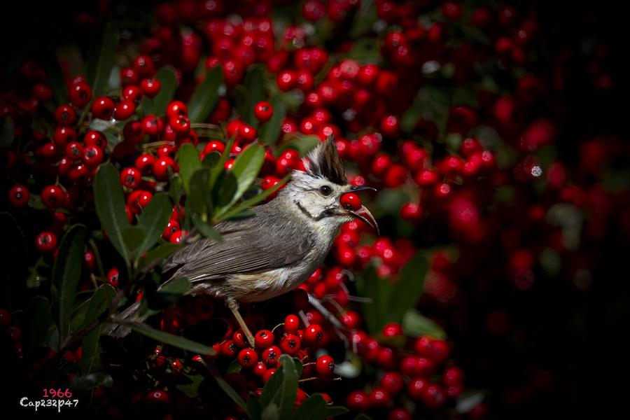 http://i.dcview.tw/gallery/201110/22d79a788378c396fa705249a709e823.jpg