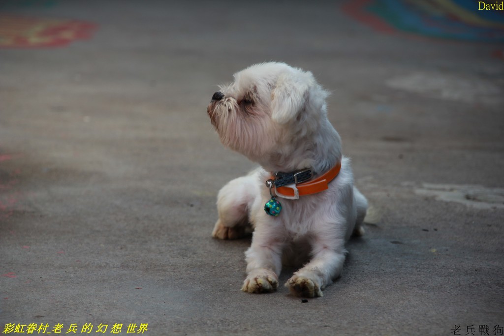 http://i.dcview.tw/gallery/201110/2fb6ec8efdb5c035a4971635fe9df62b.jpg