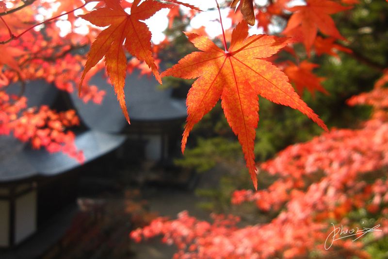 http://i.dcview.tw/gallery/201110/34895a5e6f47f5dcee6e301956d5635a.jpg