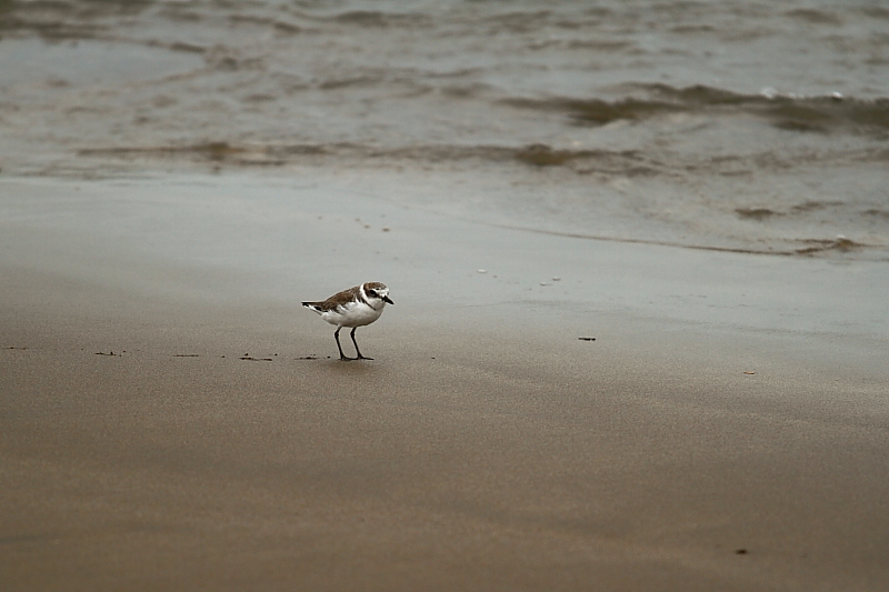 http://i.dcview.tw/gallery/201110/3a1d1a29566f0fceb86240f7858319db.jpg