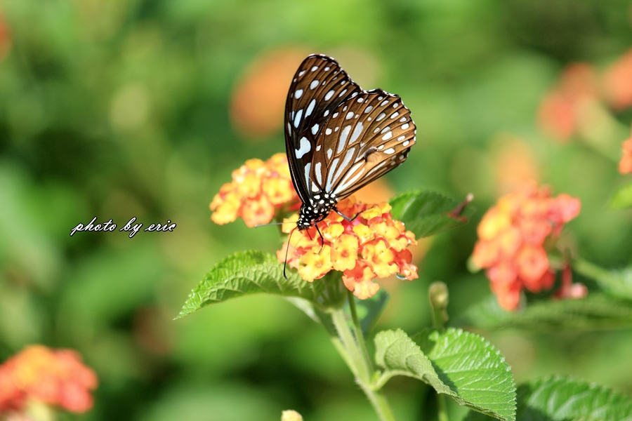 http://i.dcview.tw/gallery/201110/469d85aa95630d1c10d287830459ec94.jpg