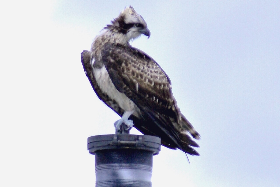 mainImg