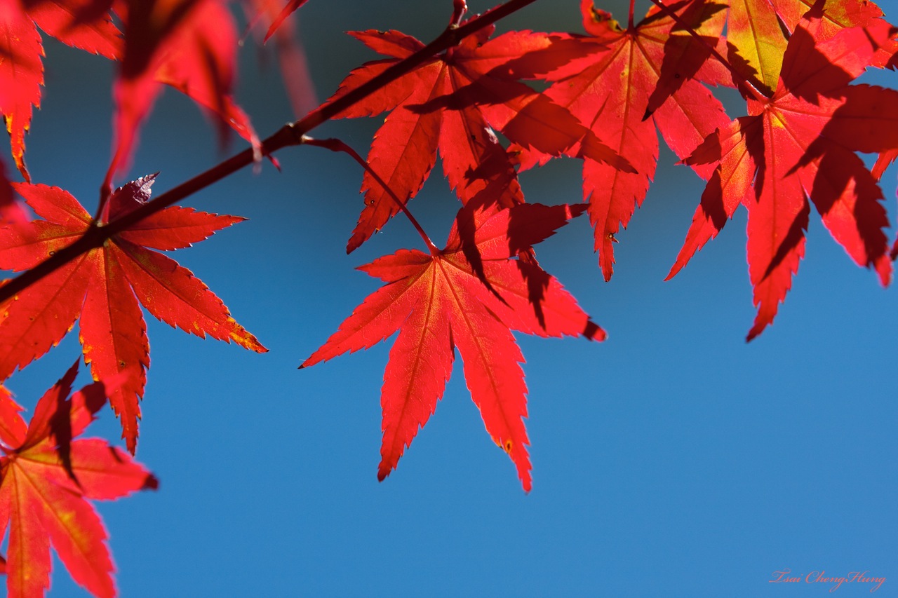 http://i.dcview.tw/gallery/201110/4981eb7a435a7c8aee6ff82593f22e04.jpg