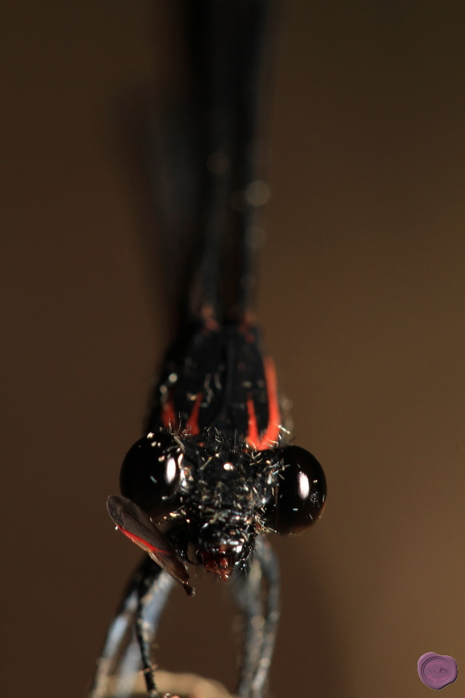 http://i.dcview.tw/gallery/201110/4d80224b3e289b1ea4d3c380859c5511.jpg