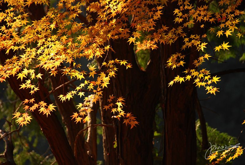 http://i.dcview.tw/gallery/201110/516de982267c718d8a6eca51ce1dd8d3.jpg
