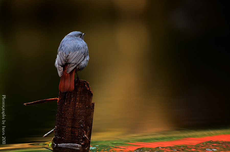 http://i.dcview.tw/gallery/201110/56ef7fa42f8906677652e637732ab74b.jpg