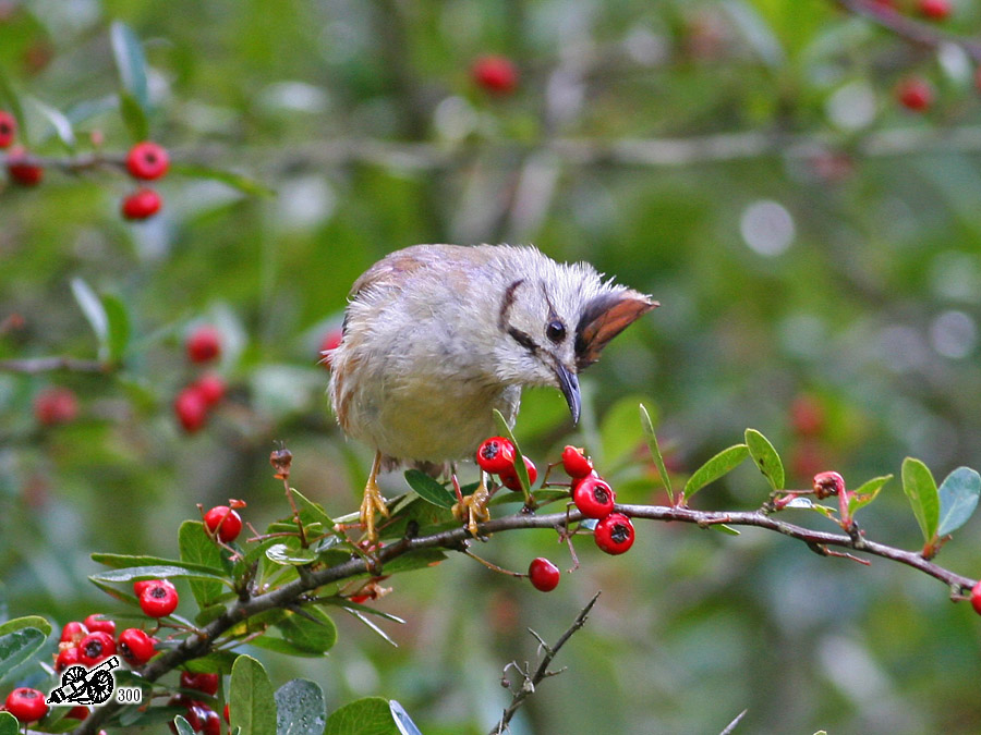http://i.dcview.tw/gallery/201110/5c47d11b5a8e724dbe95d1a6f38621c2.jpg