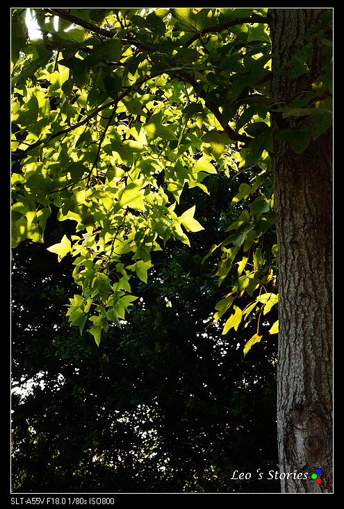 http://i.dcview.tw/gallery/201110/60ec6a3d5721b68902249b283eaa416c.jpg