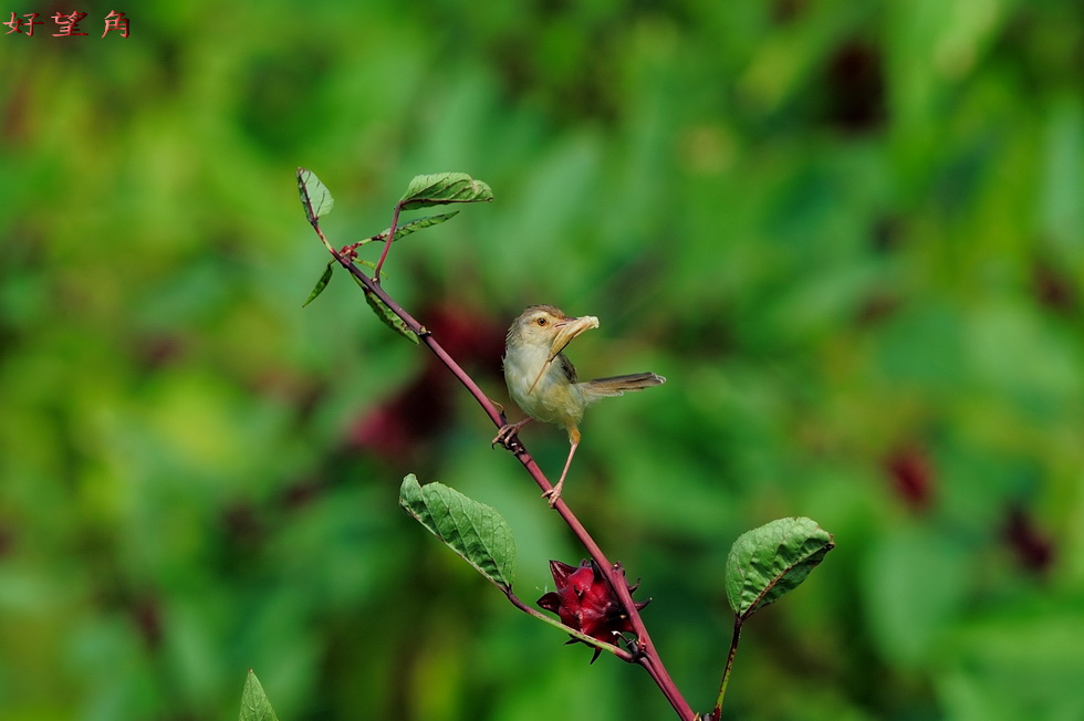 http://i.dcview.tw/gallery/201110/6f5a13a66f30819ae23c26bfe9e7bad5.jpg