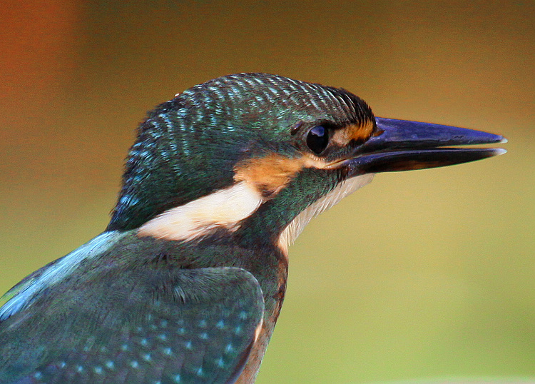 http://i.dcview.tw/gallery/201110/8a6c5b851dca41d79b7fd42710811fb6.jpg