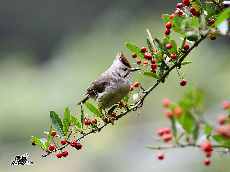 http://i.dcview.tw/gallery/201110/9b05a0ff40cebaef3680c2311d548b78.jpg