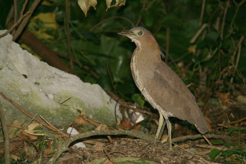 http://i.dcview.tw/gallery/201110/a071b4f01426178aabaa959243bd2ce6.jpg