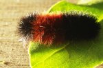紅黑毛毛蟲與綠葉