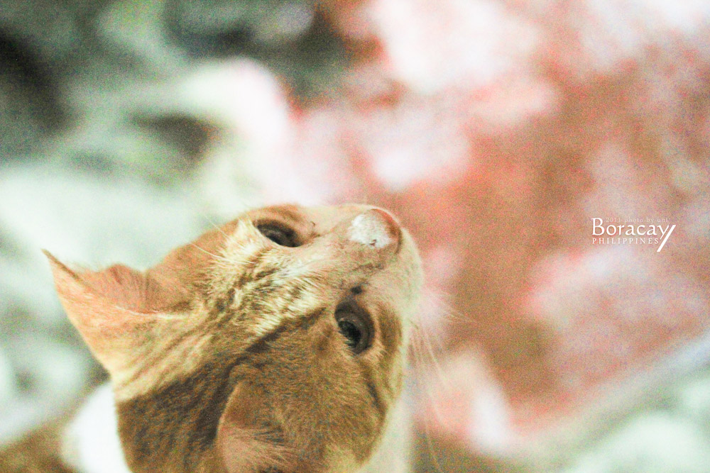 http://i.dcview.tw/gallery/201110/e18f19cf8d46dad022bfd546246ed6e0.jpg