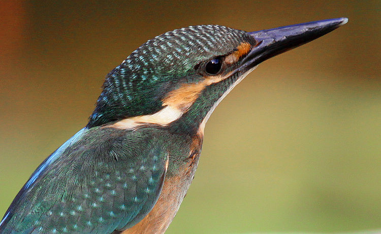 http://i.dcview.tw/gallery/201110/ec65986b43f5fa5b4436fd4c98b801e3.jpg