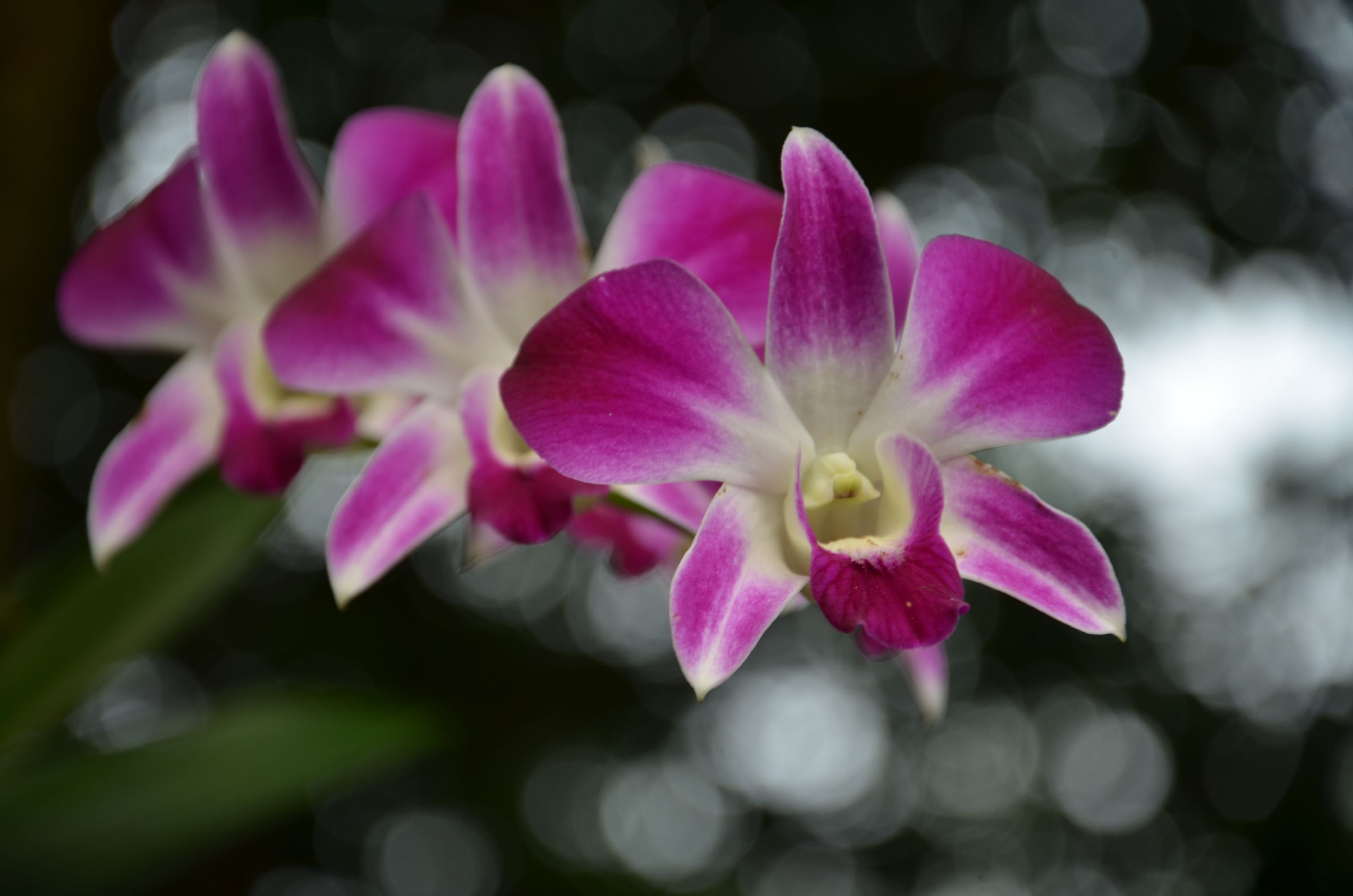 http://i.dcview.tw/gallery/201110/fe49e3c56ce194b40a4d039398a5051a.jpg