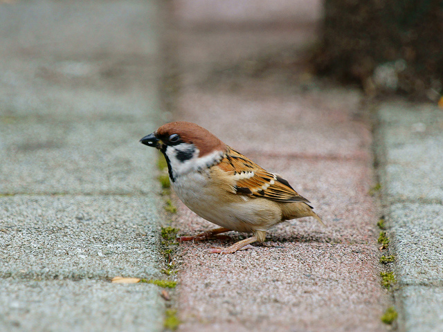 http://i.dcview.tw/gallery/201111/03be999f7c268acb2d55e6acc117b843.jpg