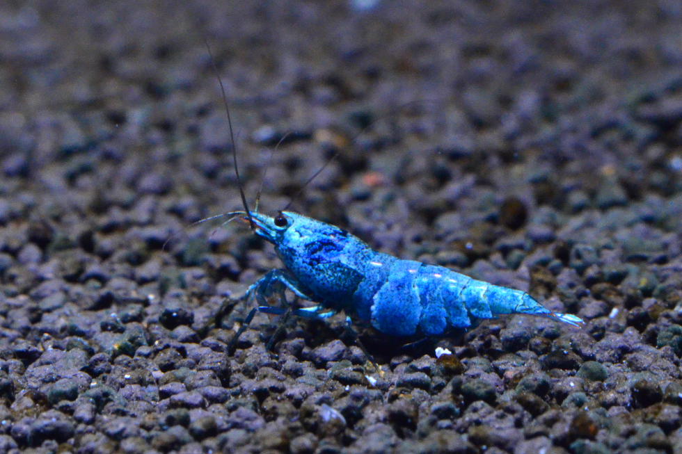 http://i.dcview.tw/gallery/201111/09985ad000e35b7cc81dae49f370c093.jpg