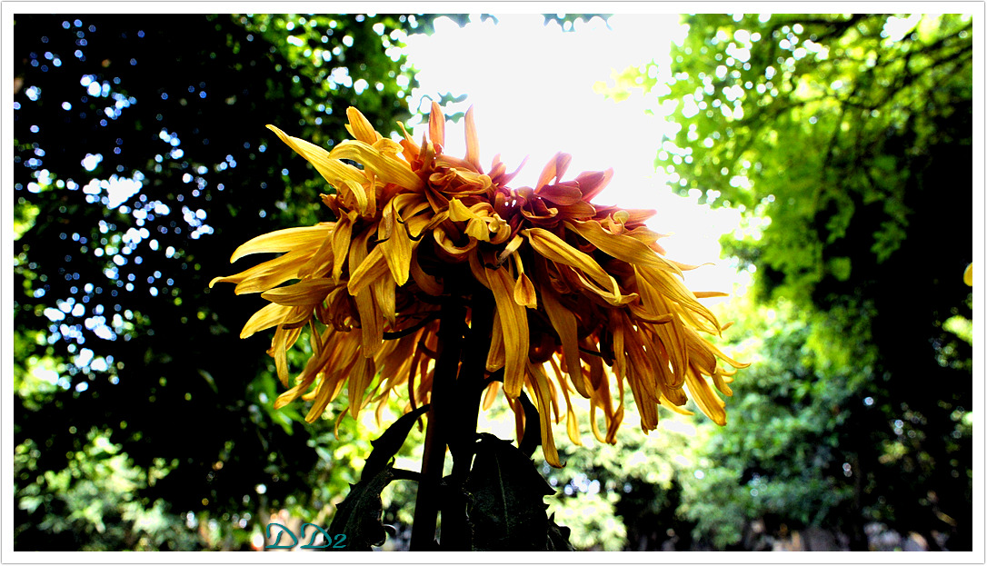 http://i.dcview.tw/gallery/201111/0c915dd8fa8234993f0be5301ddd10b4.jpg