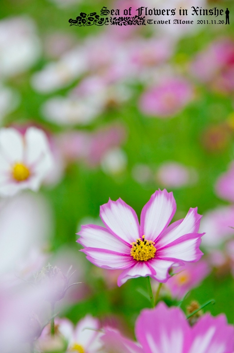 http://i.dcview.tw/gallery/201111/0f4d2b9162d3259d5e9f90daf75bd6e4.jpg